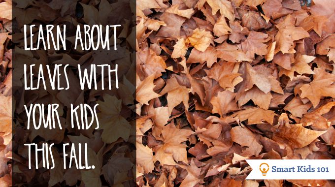 Learn about fall leaves with your kids this fall and other fall activity ideas from smartkids101.com