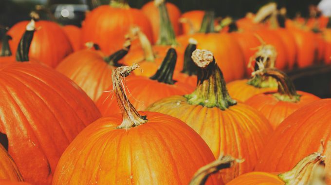 Visit a pumpkin patch or local farm and other fall activities at the link!